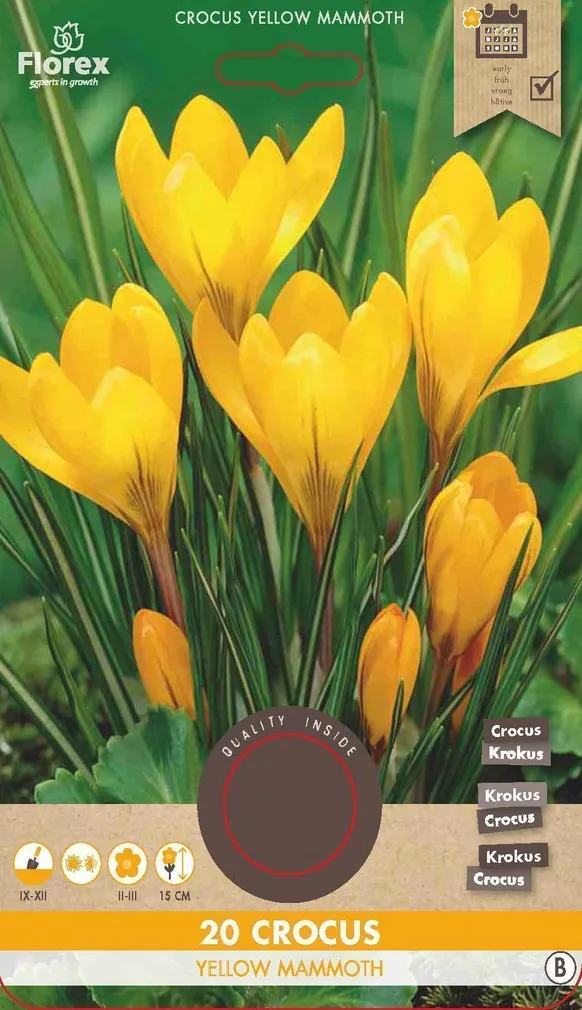LILLESIBUL SUUREÕIELINE KROOKUS FLOREX YELLOW MAMMOUTH 20TK PAKIS