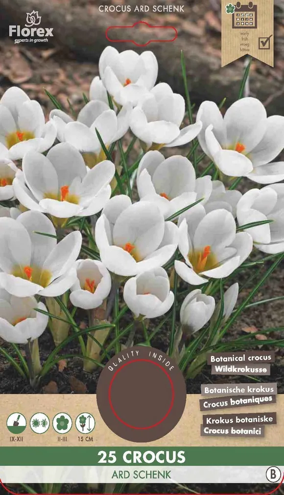 LILLESIBUL KROOKUS FLOREX ARD SCHENK 25TK PAKIS