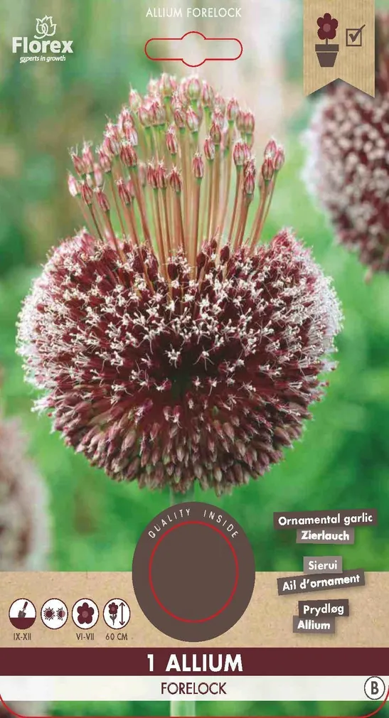 LILLESIBUL KÕRGEKASVULINE LAUK FLOREX FORELOCK