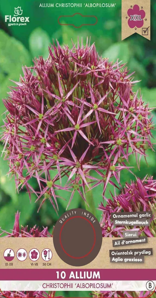 LILLESIBUL KÕRGEKASVULINE LAUK FLOREX ALBOPILOSUM 10TK PAKIS