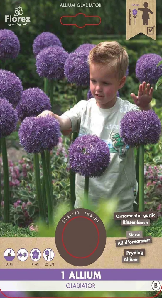 LILLESIBUL KÕRGEKASVULINE LAUK FLOREX GLADIATOR