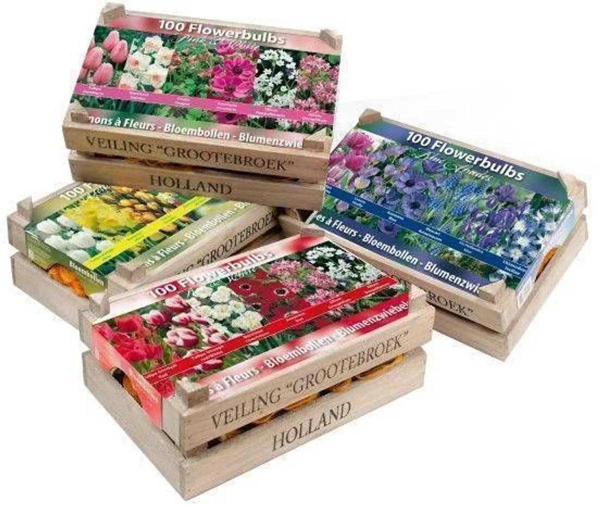 SIBULLILL KEVADEL ÕITSEV PUNANE & VALGE 100TK PAKIS