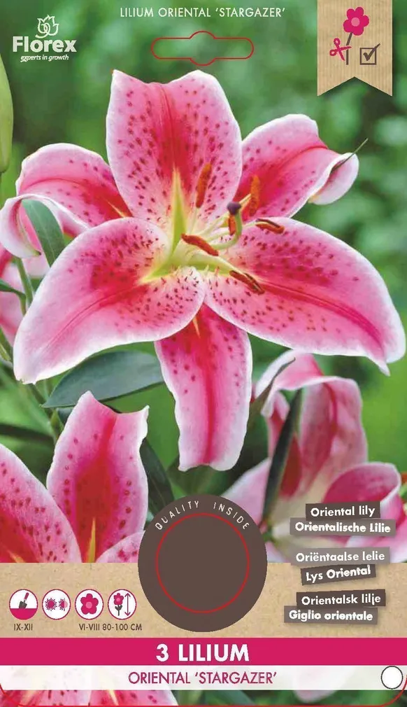 LILLESIBUL LIILIA 'STARGAZER' 3TK PAKIS