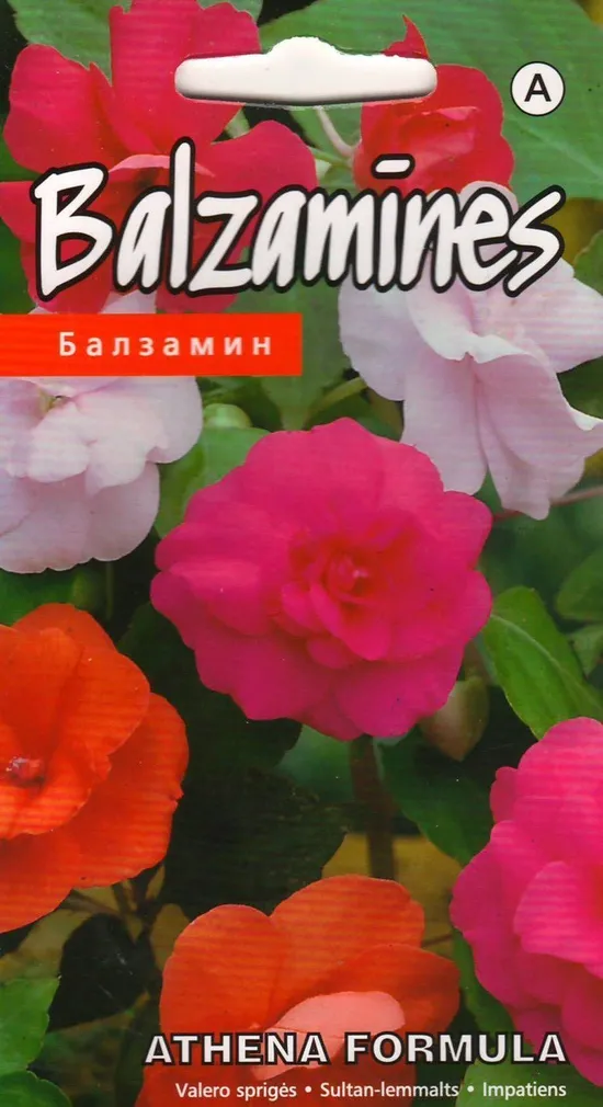 LILLESEEMNED KURZEMES SEKLAS SULTAN-LEMMALTS 'ATHENA FORMULA' TÄIDISÕIELINE