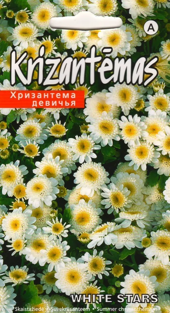 LILLESEEMNED KURZEMES SEKLAS KRÜSANTEEM 'WHITE STARS' VALGE TÄIDISÕIELINE 0,