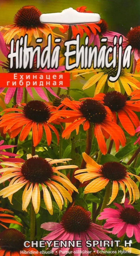 LILLESEEMNED KURZEMES SEKLAS PURPUR-SIILIKÜBAR 'CHEYENNEW SPIRIT H' 10 S