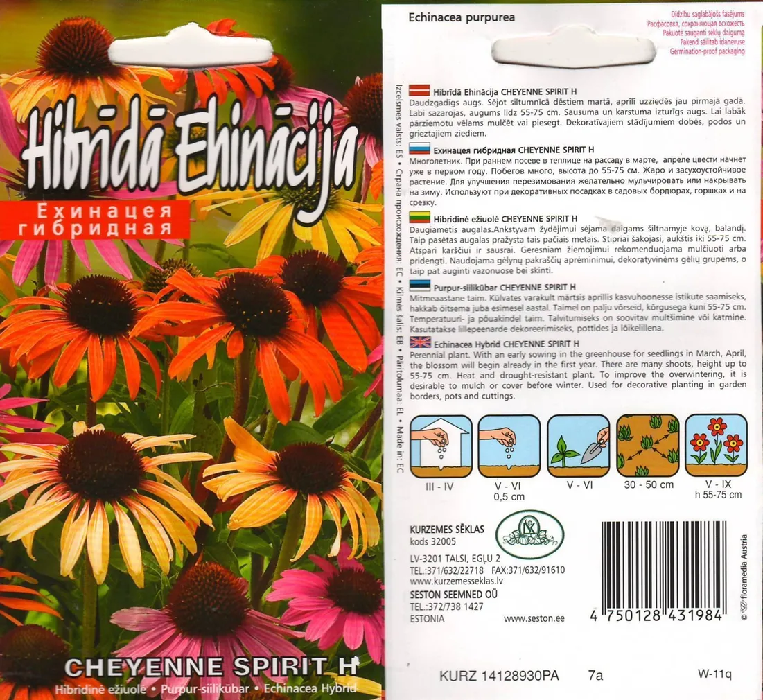 LILLESEEMNED KURZEMES SEKLAS PURPUR-SIILIKÜBAR 'CHEYENNEW SPIRIT H' 10 S