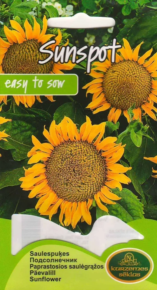 LILLESEEMNED KURZEMES SEKLAS PÄEVALILL SUNSPOT KOLLANE MADAL LIHTÕIELINE 2 G