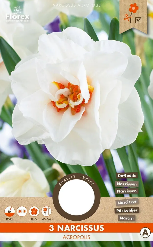LILLESIBUL TÄIDISÕIELINE NARTSISS FLOREX ACROPOLIS 3TK PAKIS