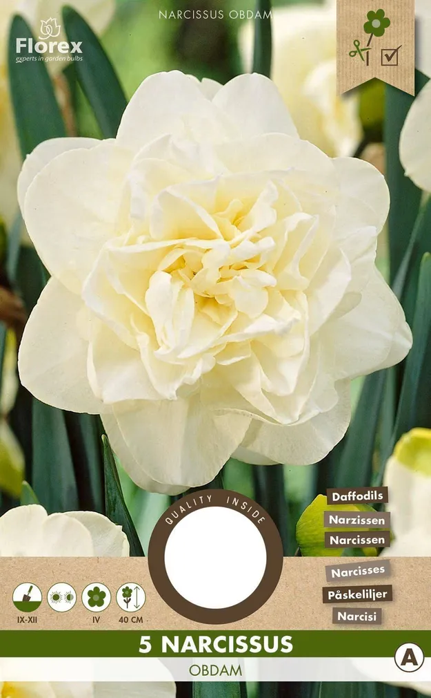 LILLESIBUL TÄIDISÕIELINE NARTSISS FLOREX OBDAM 5TK PAKIS