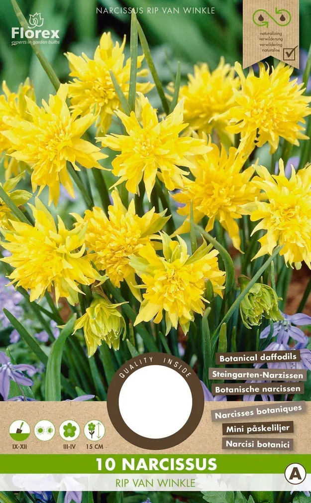 LILLESIBUL NARTSISS FLOREX RIP VAN WINKLE 10TK PAKIS