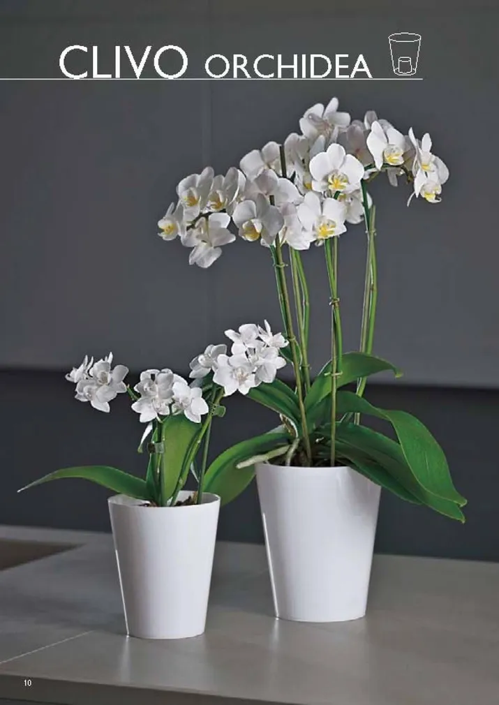ORHIDEEPOTT CLIVO 12,5CM VALGE