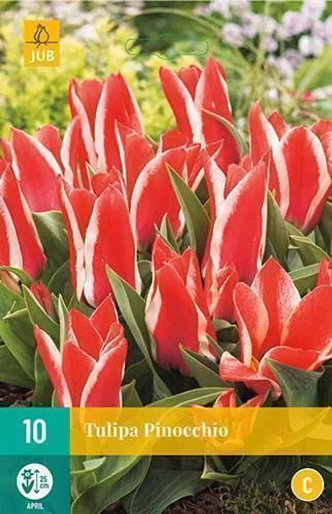 LILLESIBUL TULP PINOCCHIO 10TK