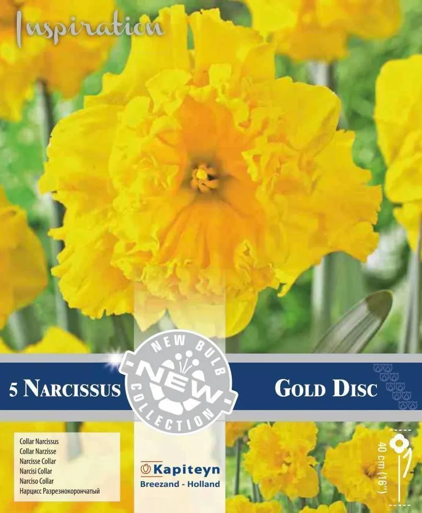 LILLESIBUL KAPITEYN TROMPETNARTSISS "GOLD DISC"