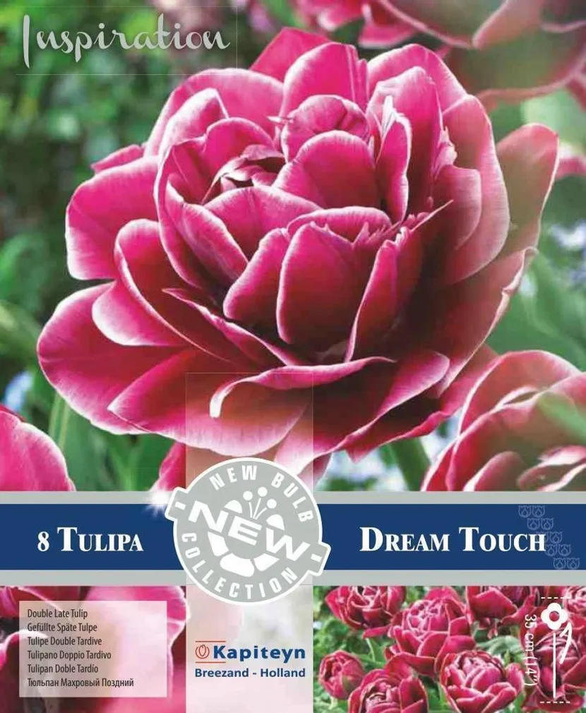 LILLESIBUL KAPITEYN HILINE TÄIDISÕIELINE TULP "DREAM TOUCH"