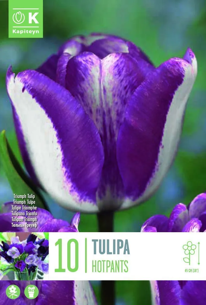LILLESIBUL KAPITEYN TRIUMFTULP "HOTPANTS"