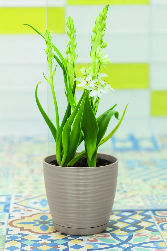 LILLEPOTT FORM-PLASTIC SAHARA ÜMAR BEEŽ 11CM