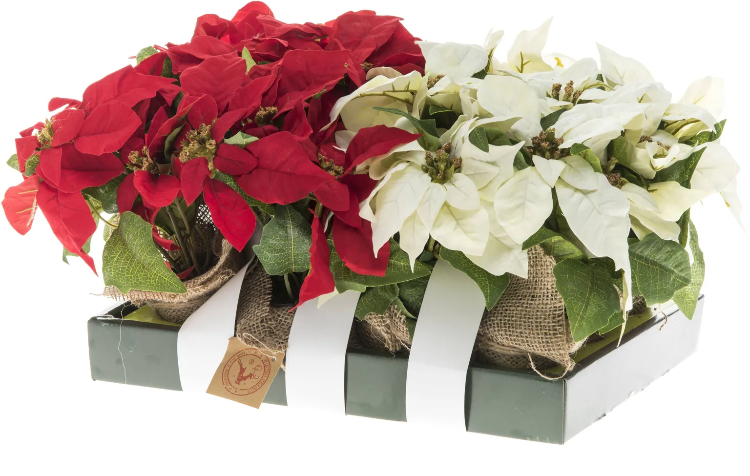 KUNSTLILL WINTERIA JÕULUTÄHT POTIS PUNANE/VALGE