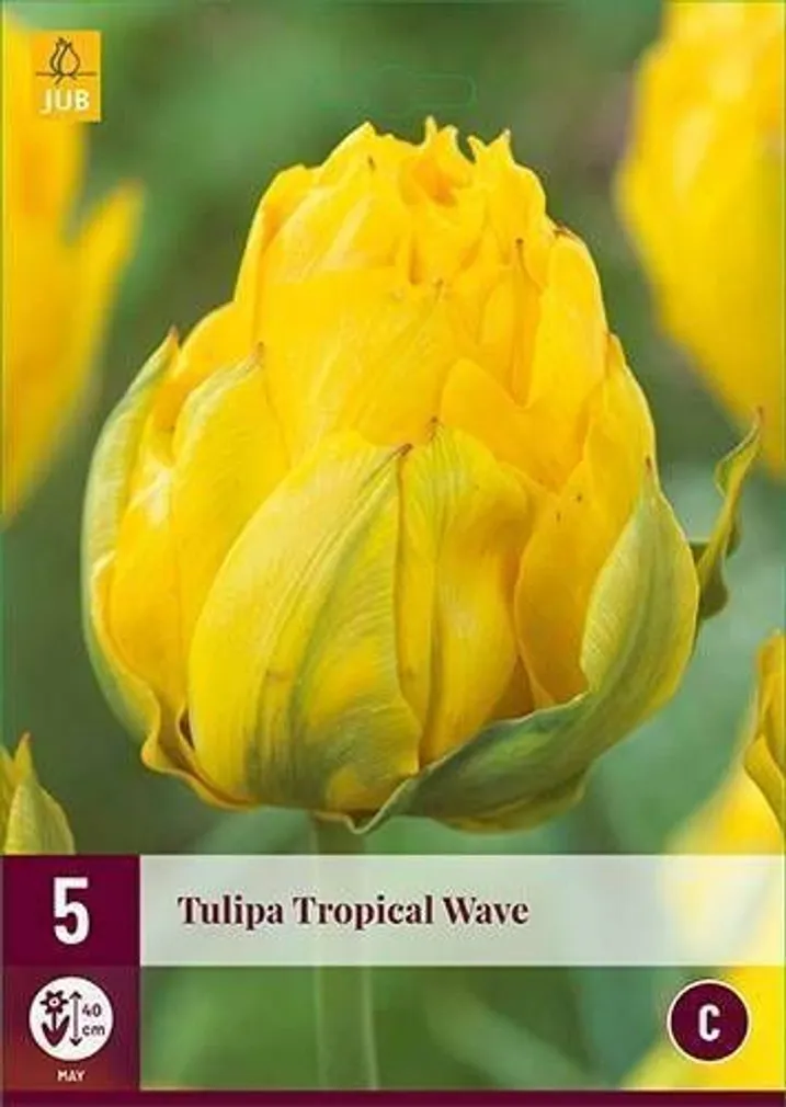 LILLESIBUL JUB TULP TROPICAL WAVE 5TK PAKIS