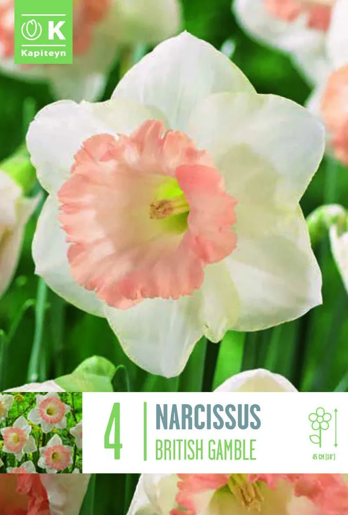 LILLESIBUL KAPITEYN TROMPETNARTSISS "BRITISH GAMBLE"