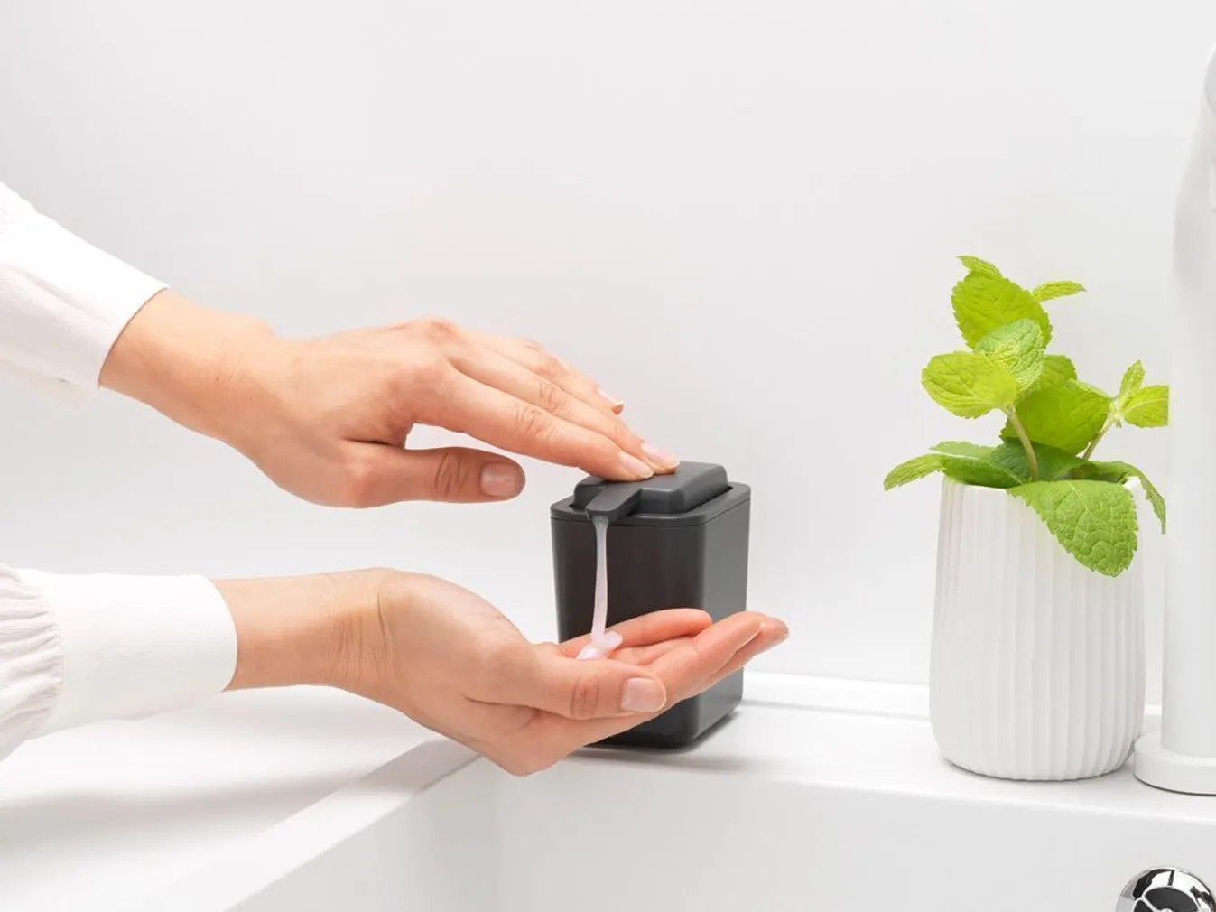 SEEBIDOSAATOR BRABANTIA TUMEHALL