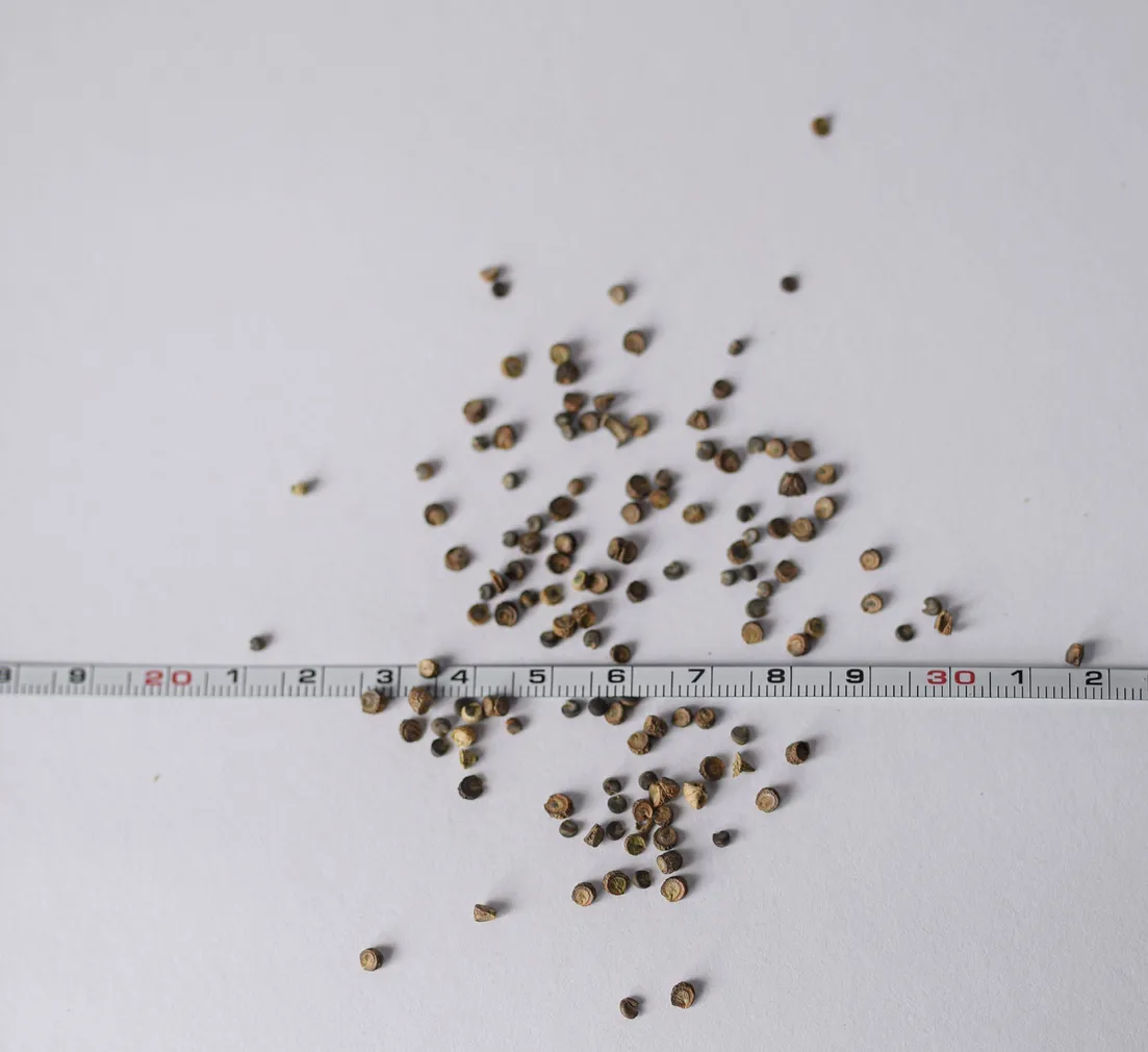 METS-KASSINAERIS ÖKO EERIKSAARE MAHE 7G