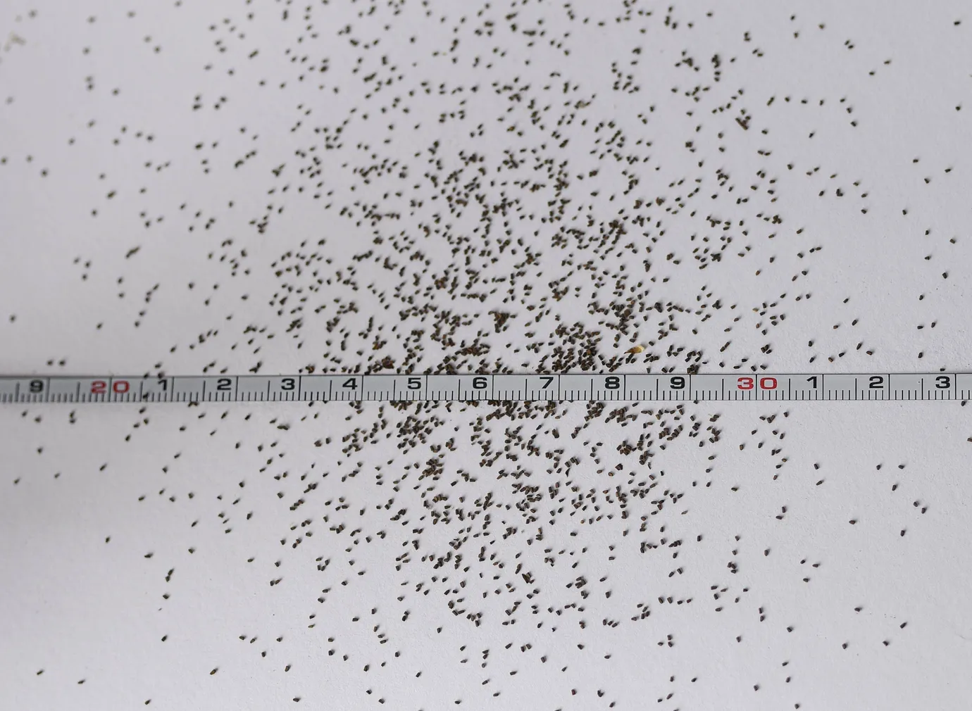 ÜHEKSAVÄGINE ÖKO EERIKSAARE MAHE 0,1G