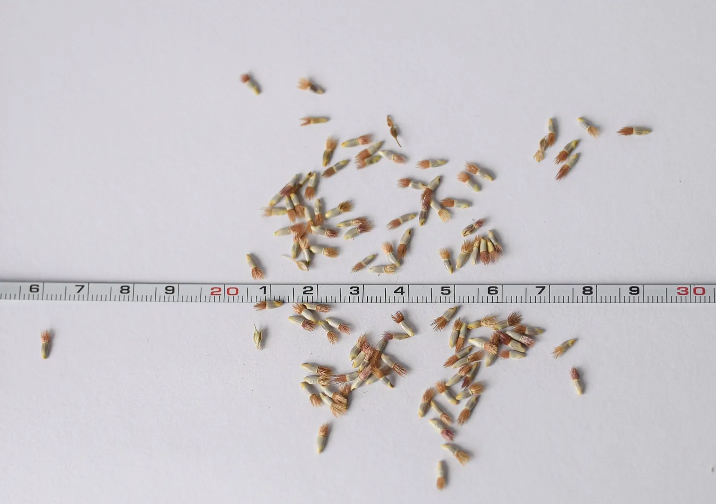 RUKKILILL ÖKO EERIKSAARE MAHE 4G