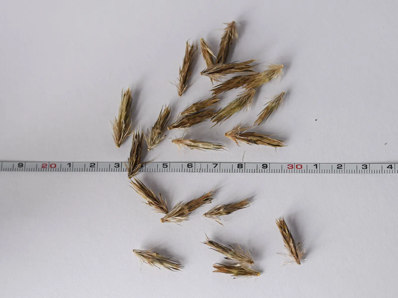 MESIOHAKAS EERIKSAARE MAHE 10G