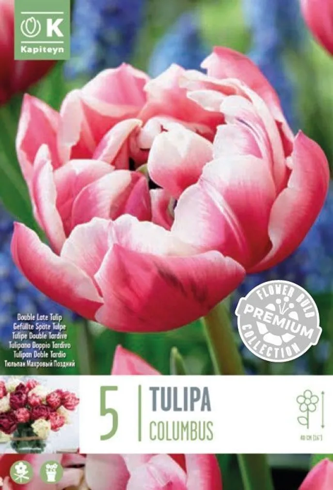 LILLESIBUL KAPITEYN TULP HILINE TOPELTÕIELINE "COLUMBUS" 5TK