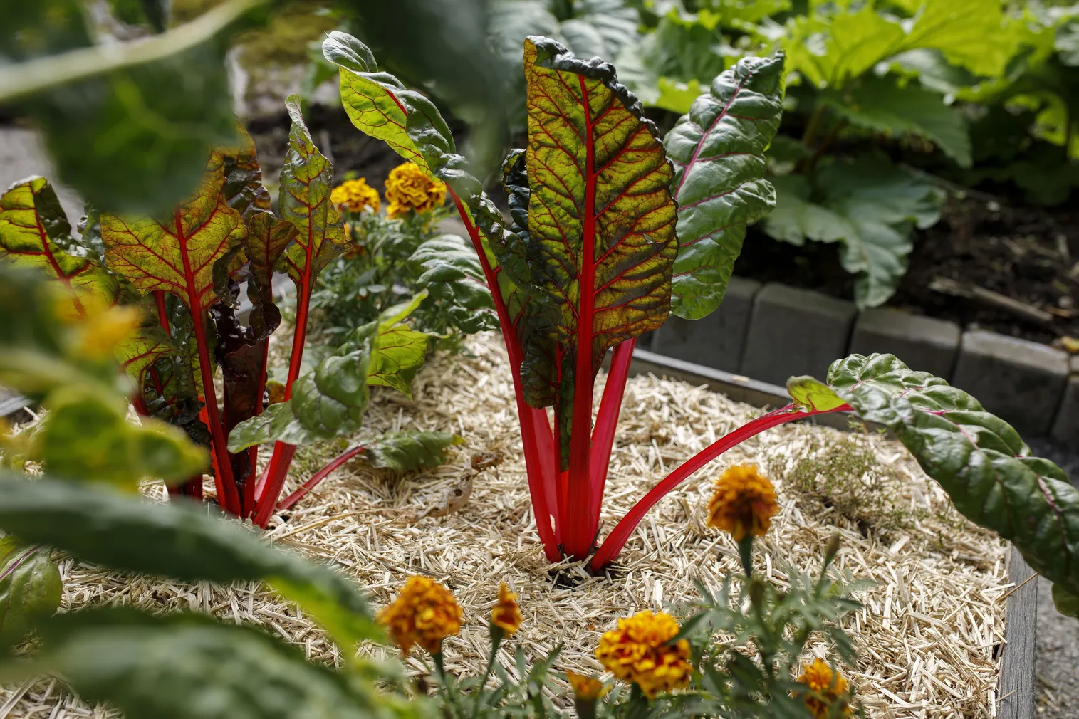 PEENRAMULTŠ KEKKILÄ 48L