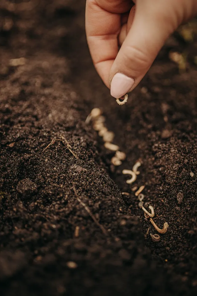 LILLEMURU TEESÕPRADELE EERIKSAARE MAHE 210,1G