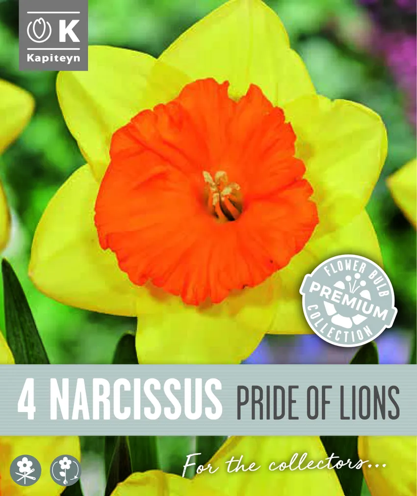 NARTSISS KAPITEYN PRIDE OF LIONS 4TK