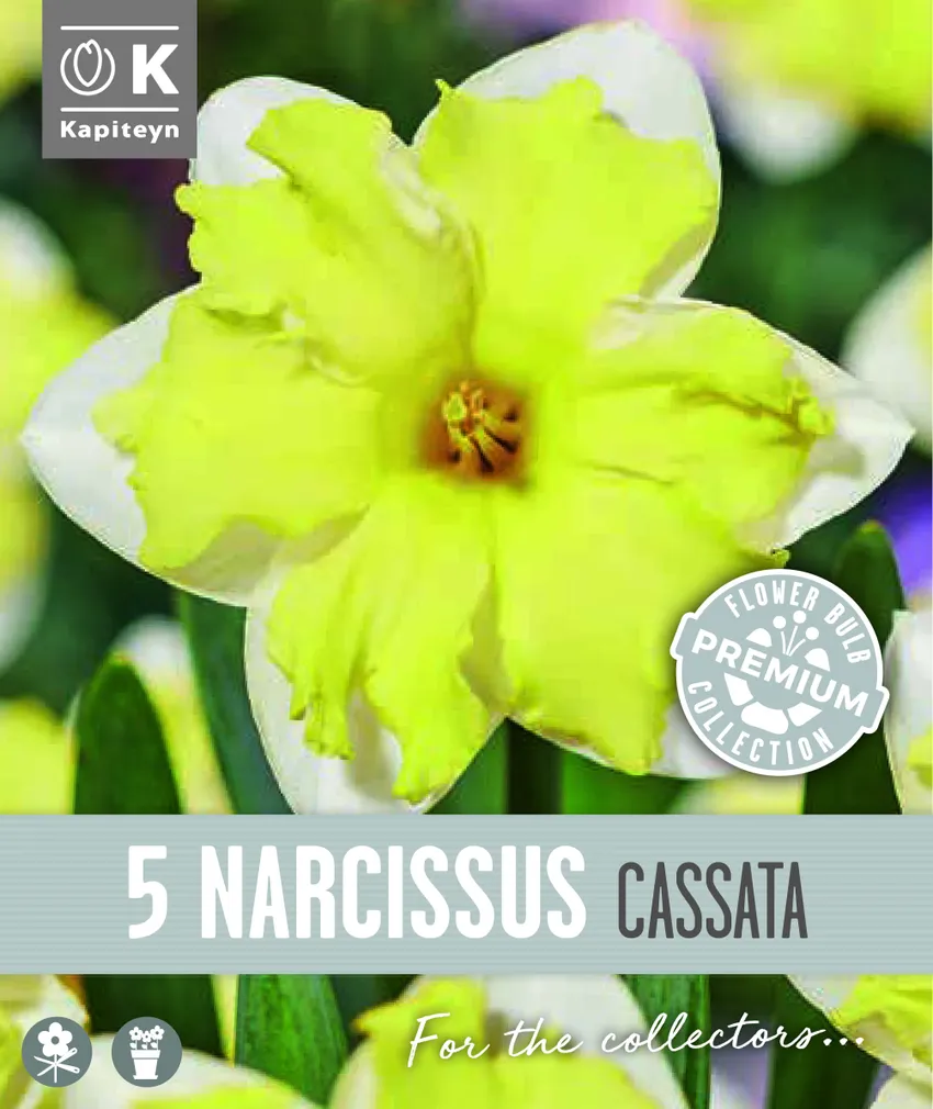 NARTSISS KAPITEYN CASSATA 5TK