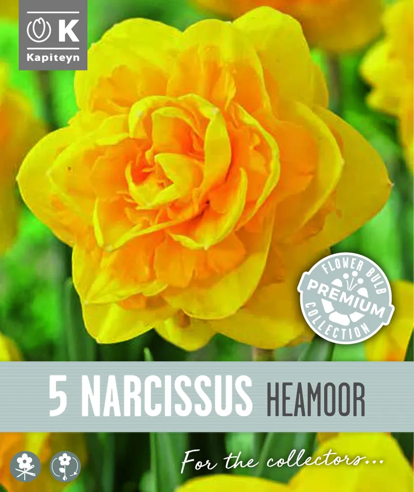 TÄIDISÕIELINENARTSISS KAPITEYN HEAMOOR 5TK