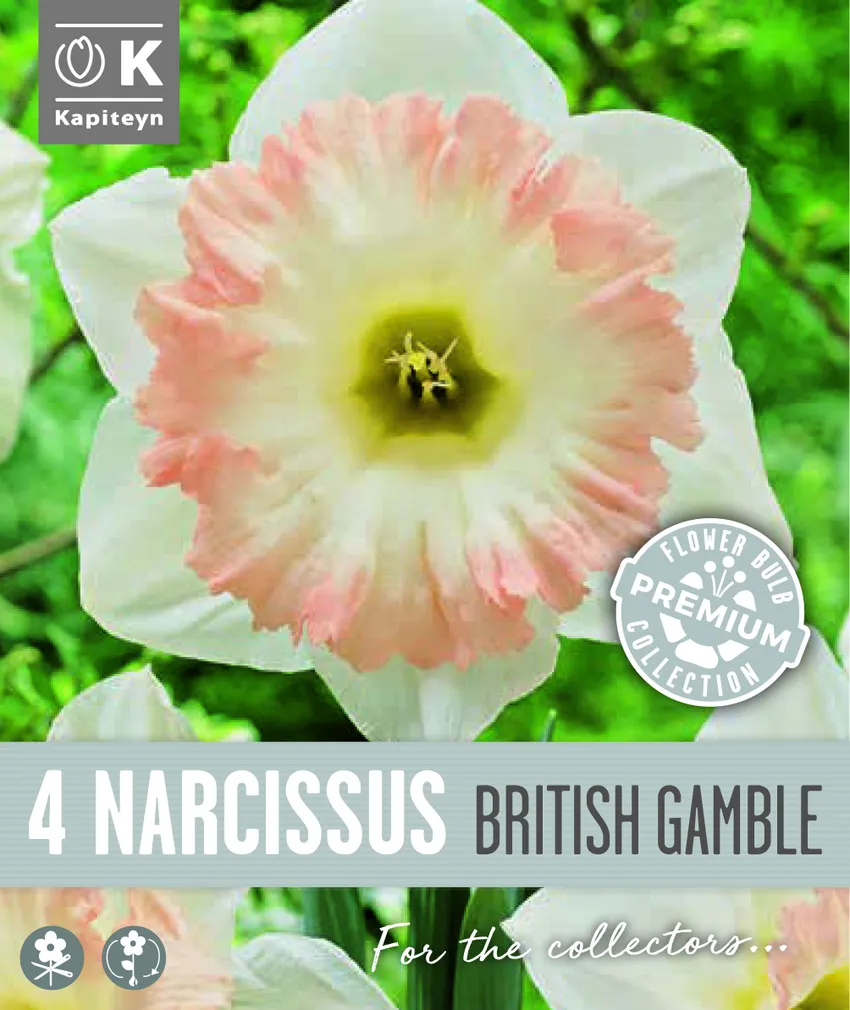 TROMPETNARTSISS KAPITEYN BRITISH GAMBLE 4TK