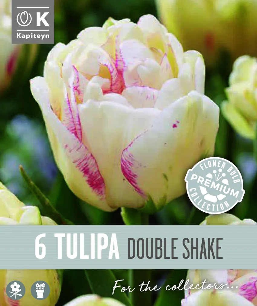 HILINE TÄIDISÕIELINE TULP KAPITEYN SHAKE 6TK