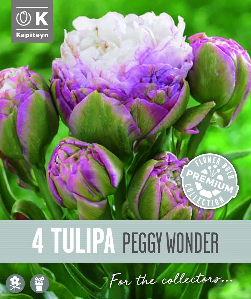 HILINE TÄIDISÕIELINE TULP KAPITEYN PEGGY WONDER 4TK