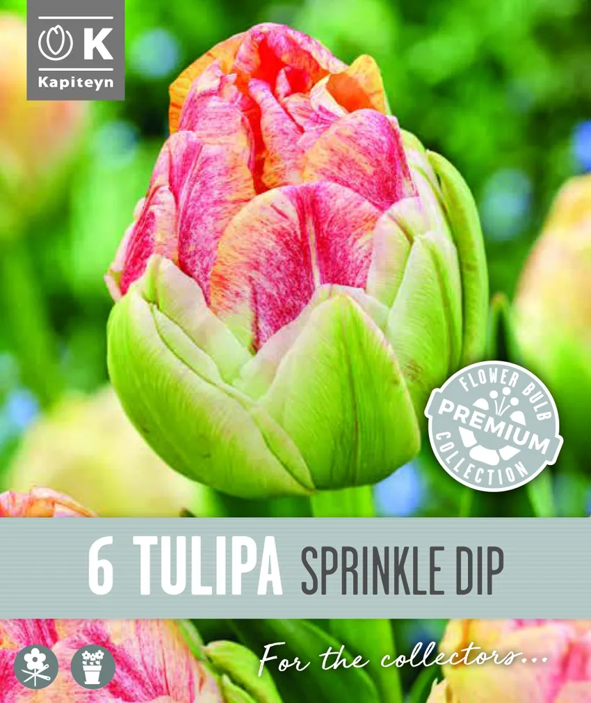 HILINE TÄIDISÕIELINE TULP KAPITEYN SPRINKLE DIP 6TK