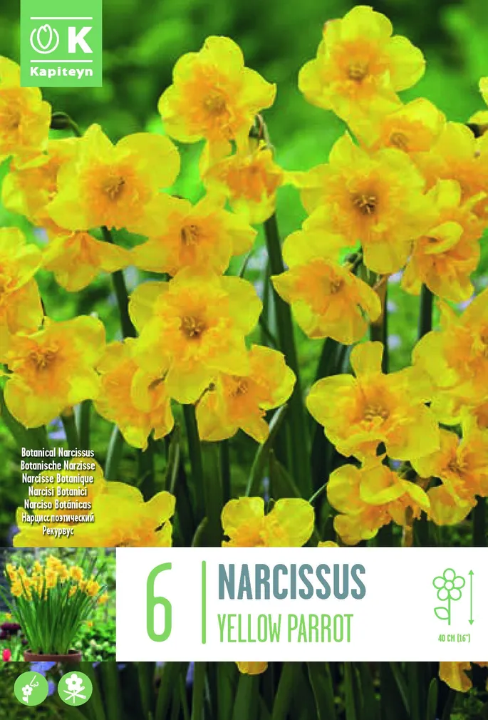 NARTSISS KAPITEYN YELLOW PARROT 6TK