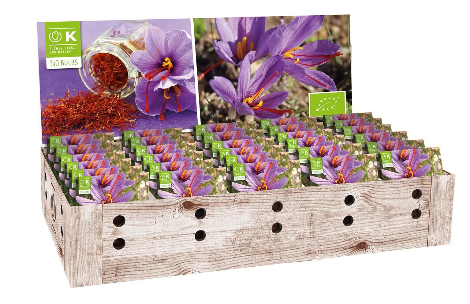 SAFRANKROOKUS KAPITEYN 10TK