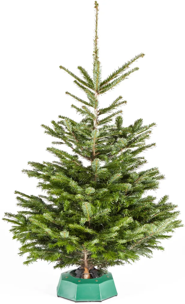 JÕULUPUU KAUKAASIA NULG 125-175CM