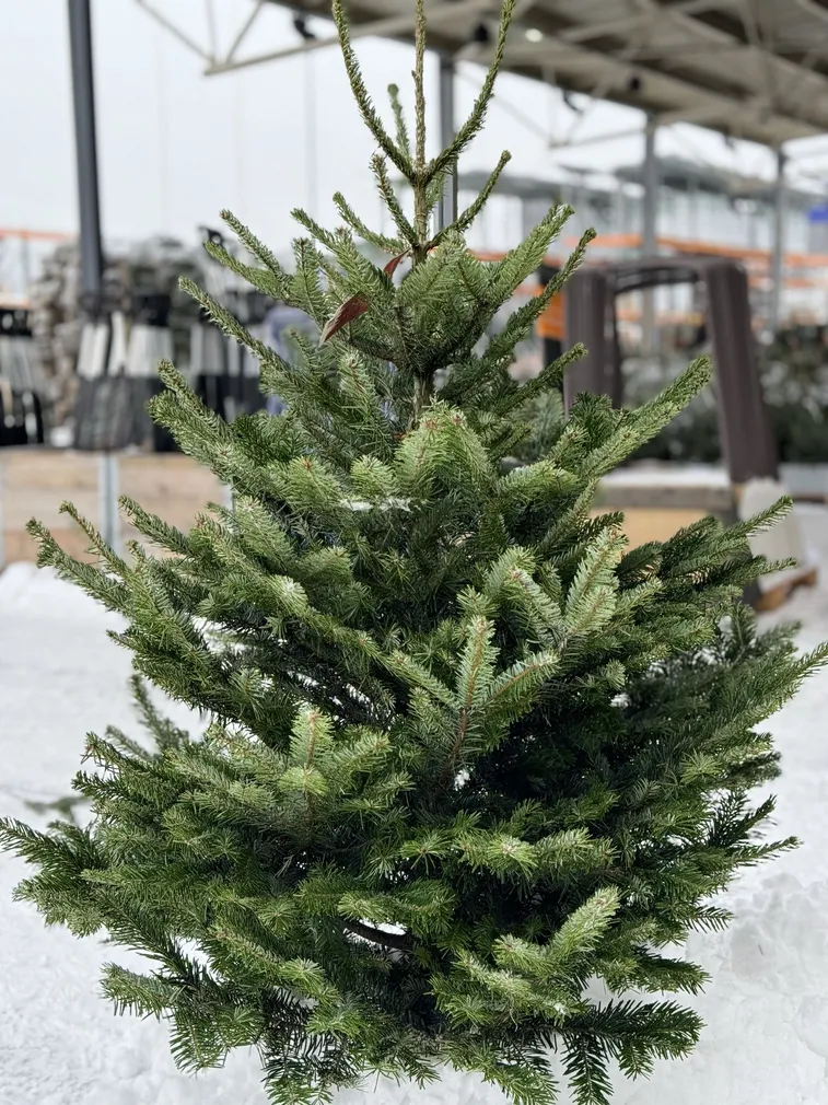 JÕULUPUU KAUKAASIA NULG 200-250CM