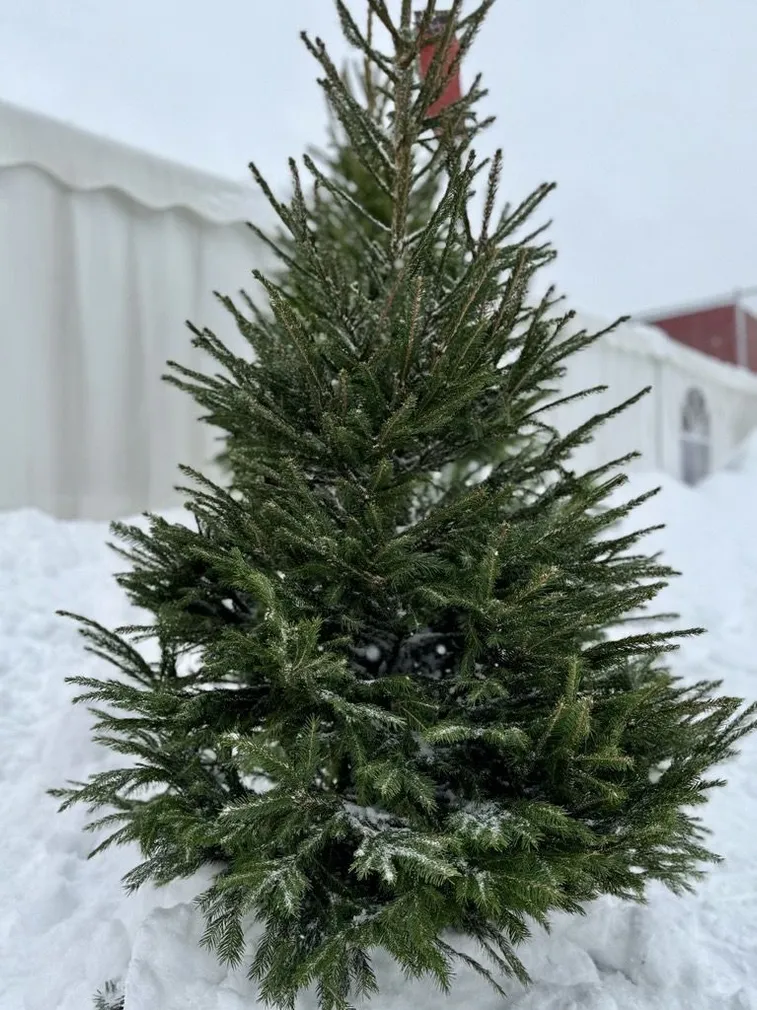 JÕULUPUU HARILIK KUUSK 200-250CM