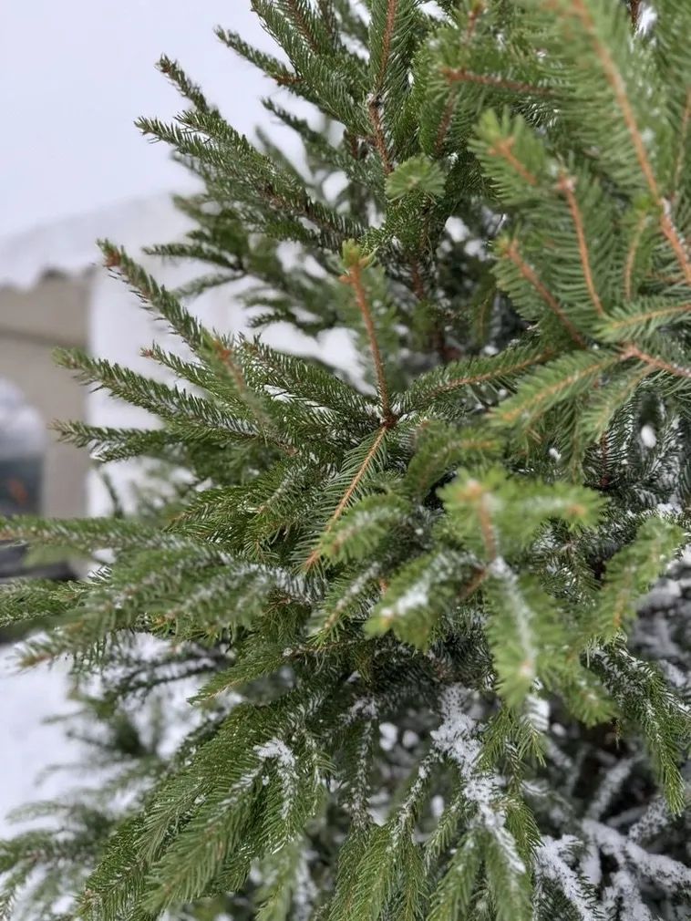 JÕULUPUU HARILIK KUUSK 200-250CM