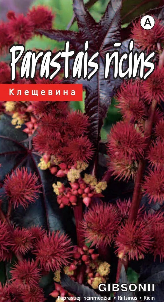 SEEMNED KURZEMES SEKLAS RIITSINUS GIBSONII 5 SEEMET