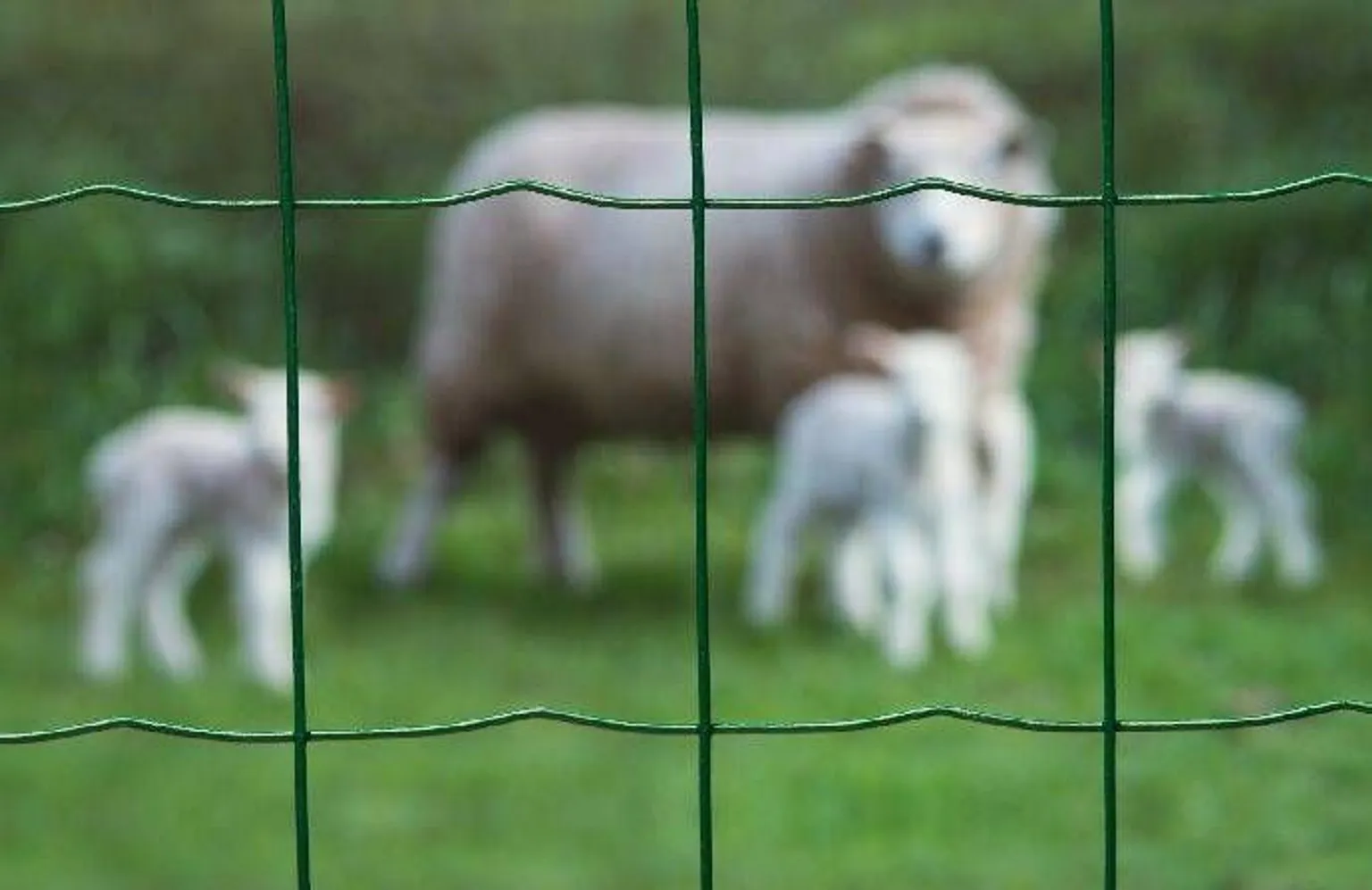 VÕRKAED PLASTKATTEGA 10X0,6M 75MM