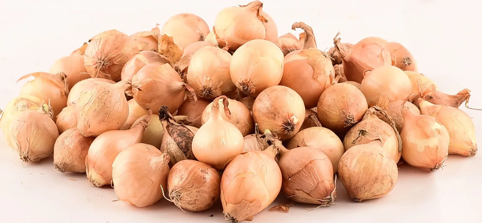 TIPPSIBUL STUTTGARTER RIESEN 500G