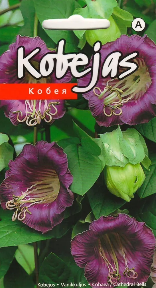 LILLESEEME VANIKKULJUS VIOLETNE 0,5G