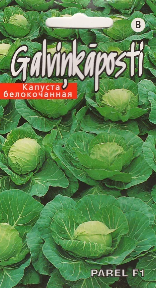 SEEMNED KURZEMES SEKLAS VALGE PEAKAPSAS 'PAREL' F1 45 SEEMET